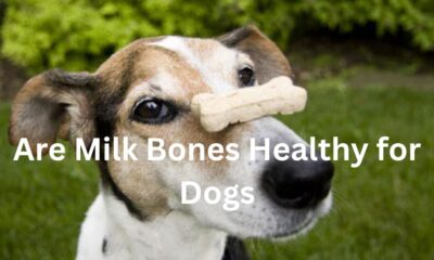 milk bones