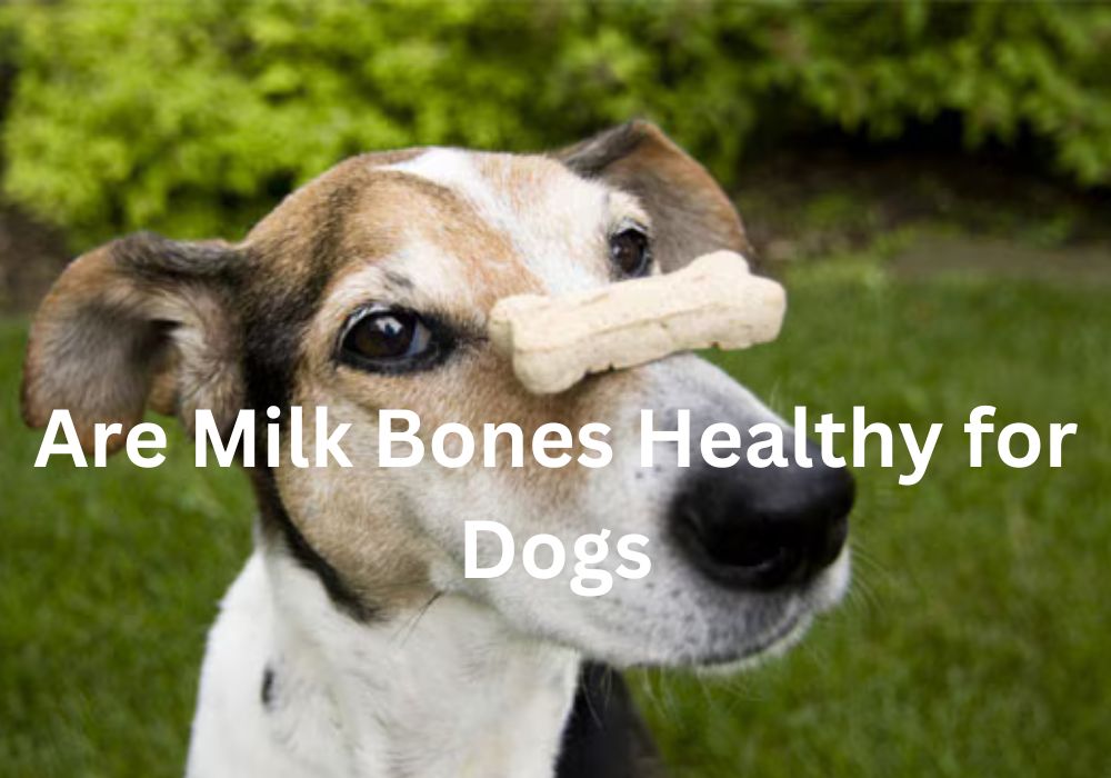 milk bones