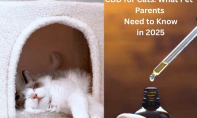 CBD for Cats