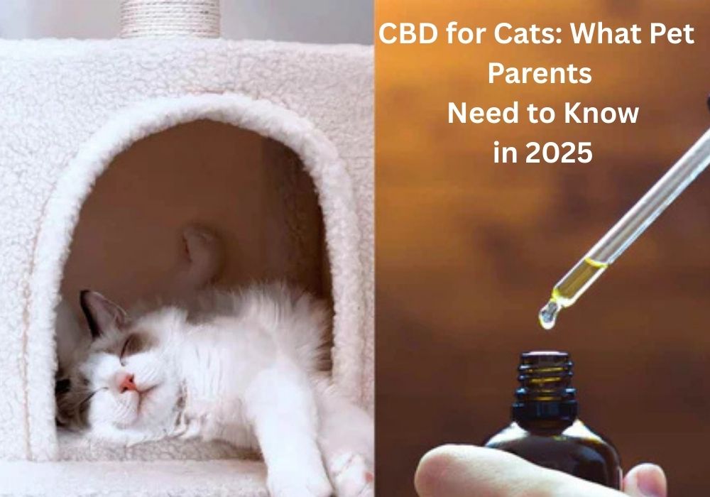 CBD for Cats
