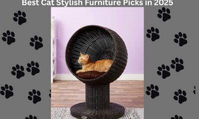 stylish cat furniture