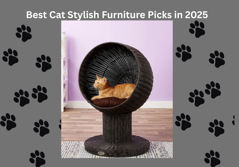 stylish cat furniture